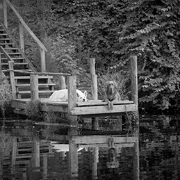 Dogs Sitting on Dock