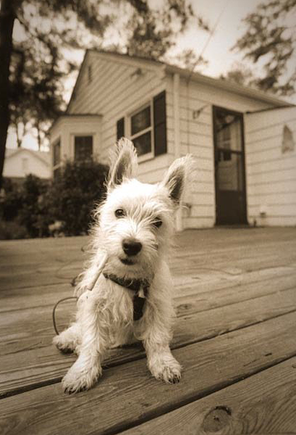 Portrait photography in Richmond, VA, of a small dog.